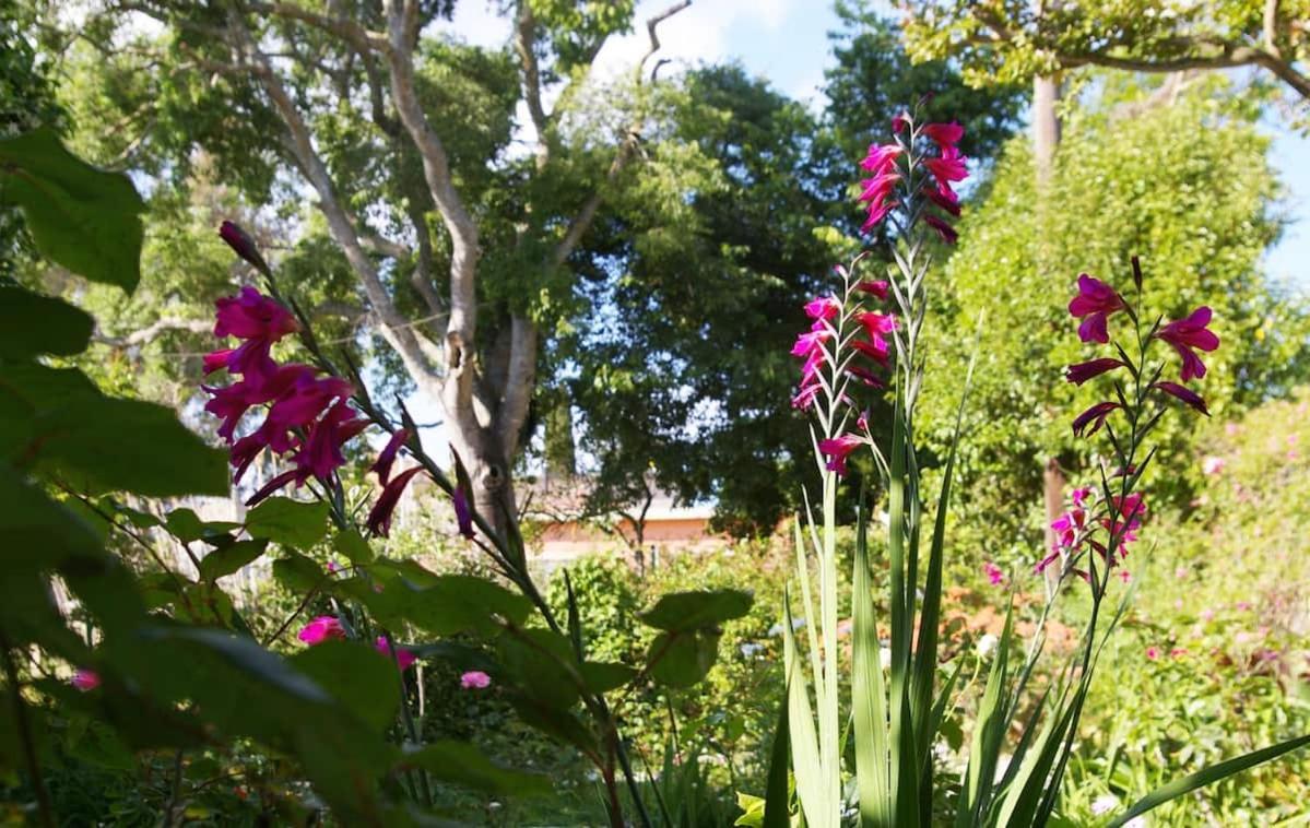 Villa Garden House In Corfu Corfu  Esterno foto